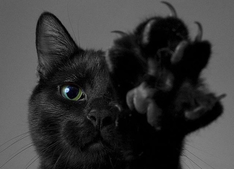 Что означает кошка черная во сне thumbnail