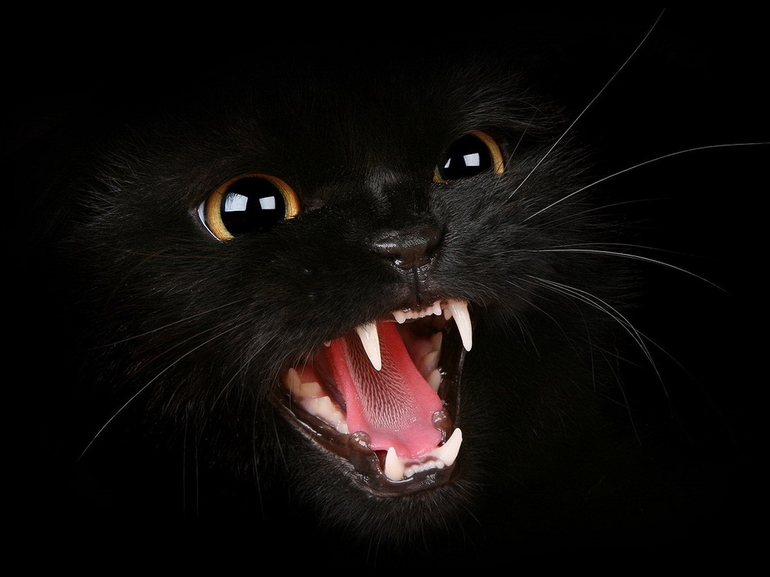 Видеть много черных кошек во сне thumbnail