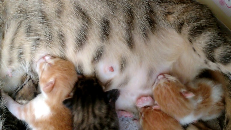 К чему снится кошка которая родила котят thumbnail