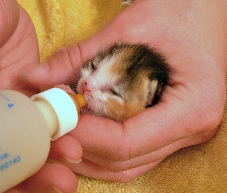 К чему снятся маленькие новорожденные котята thumbnail