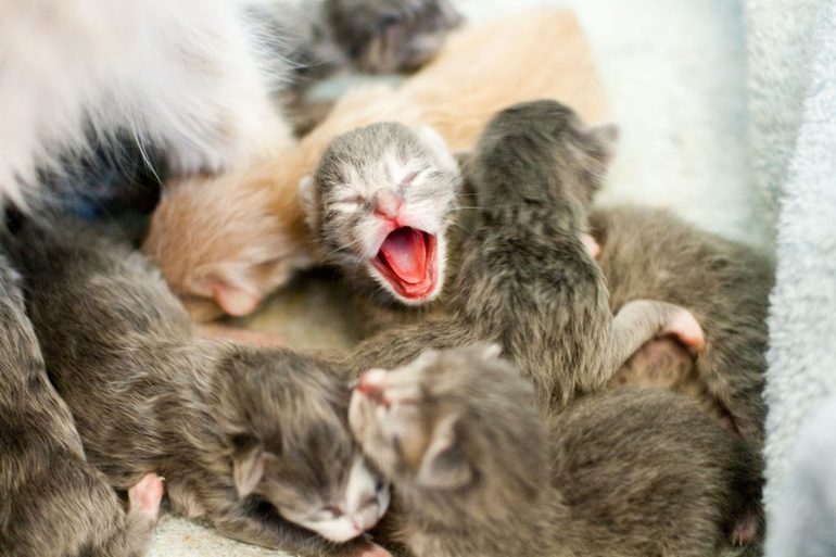 Новорожденные котята во сне к чему thumbnail
