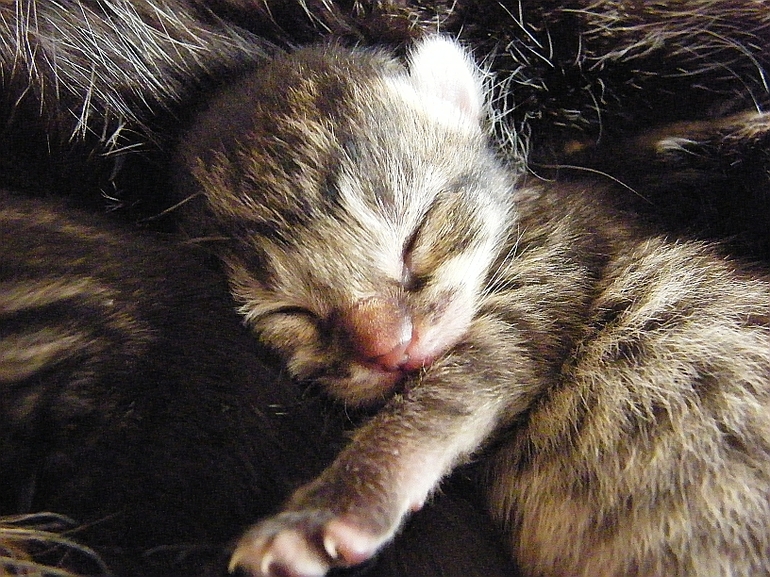 К чему снятся новорожденные котята много маленьких thumbnail