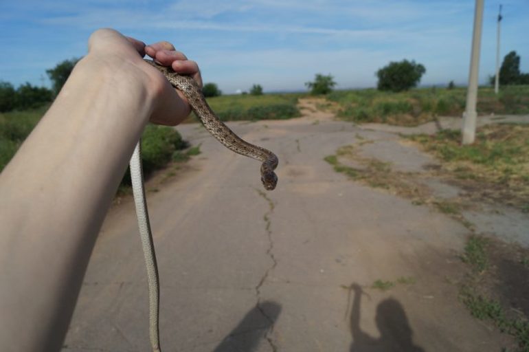 К чему снится змея в руках 