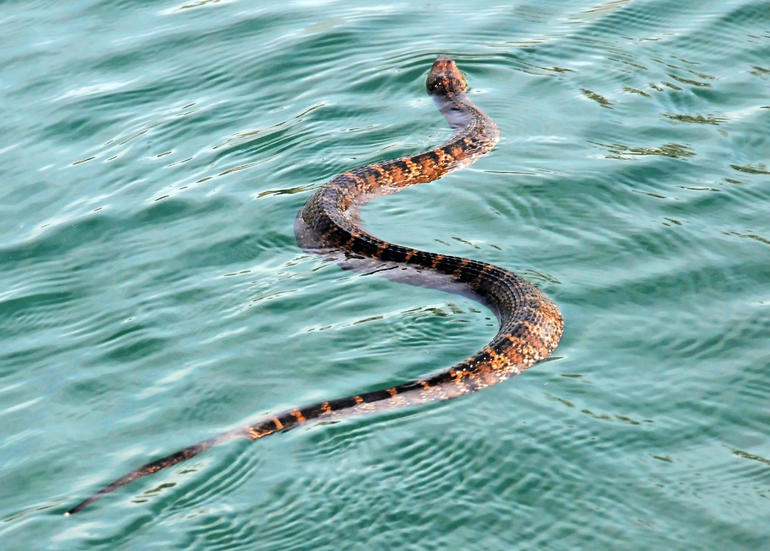 К чему снятся змеи в воде сонник thumbnail