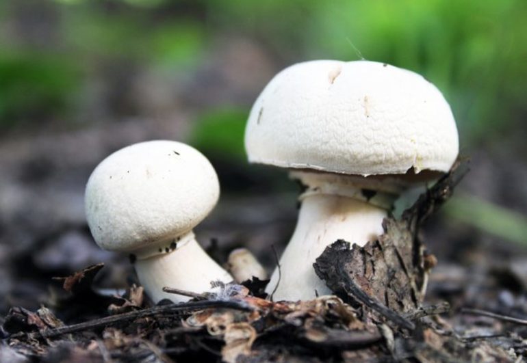 К чему снится сбор грибов в лесу thumbnail