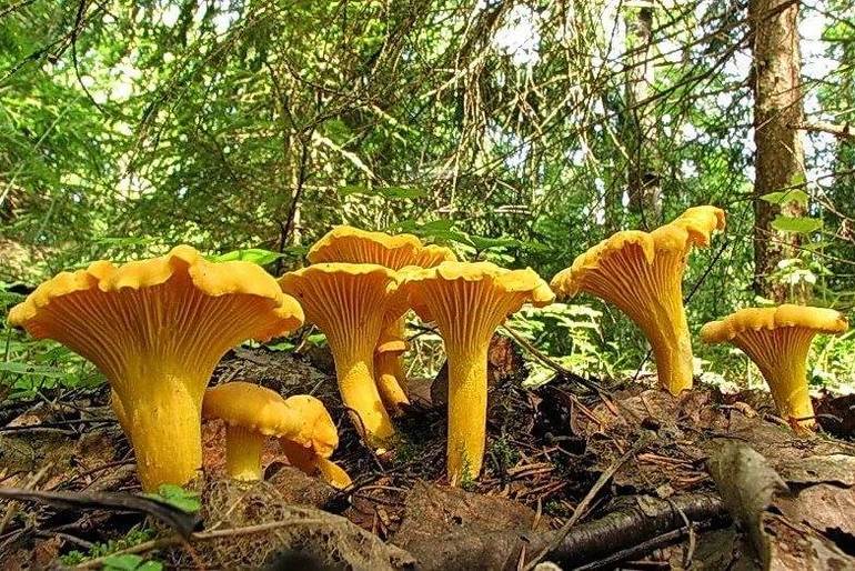 Сонник к чему снится собирать грибы в лесу thumbnail