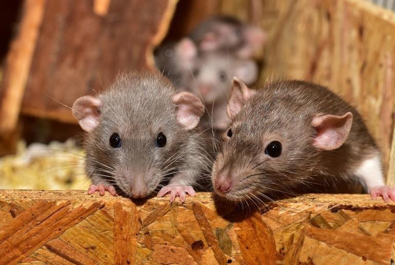Сонник мыши крысы к чему снятся thumbnail