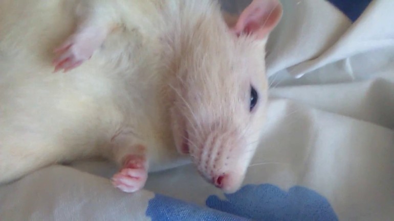К чему снится убийство крысы во сне thumbnail