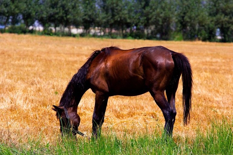 Видеть во сне коня или лошадь коричневая thumbnail