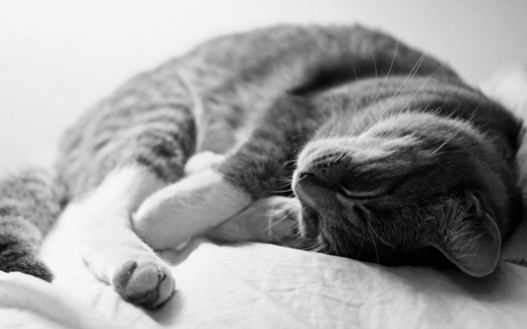 Сонник к чему снится котенок серый thumbnail