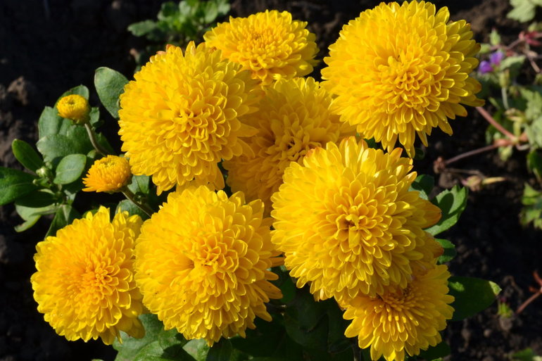 Желтые цветы к чему снятся thumbnail