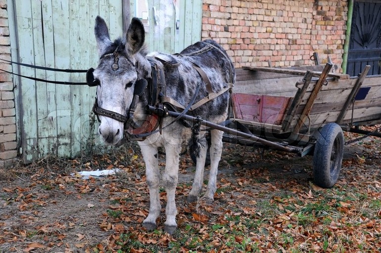 Запрячь в повозку