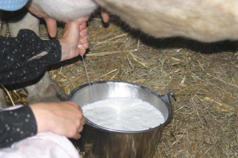 К чему снится доить корову и видеть молоко thumbnail