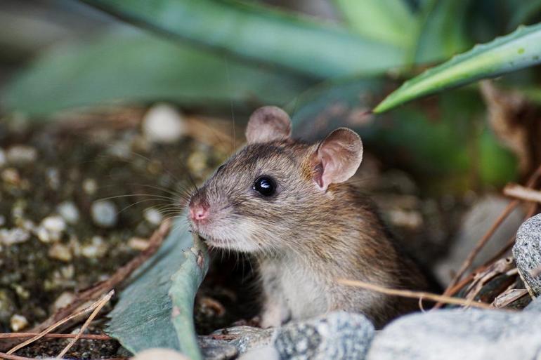 К чему снится мышь серая маленькая живая