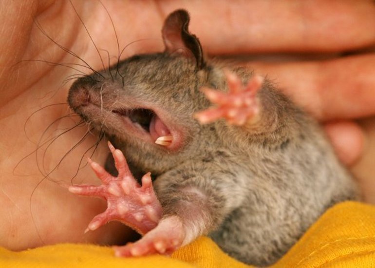 К чему снится мышка маленькая серая в доме thumbnail