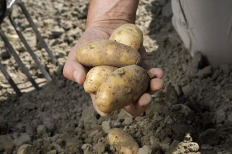 Собирать крупную картошку во сне к чему thumbnail