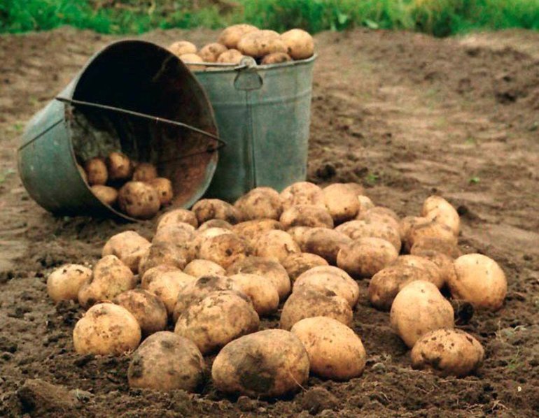 К чему снится собирать картошку крупную в огороде thumbnail
