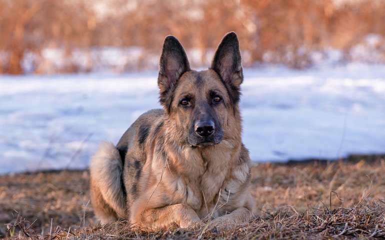 Овчарка