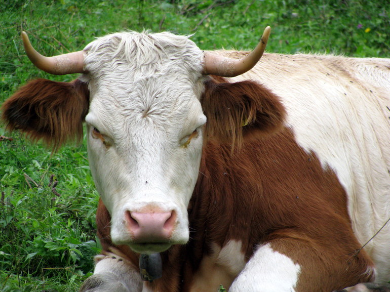 Видеть коров и быков во сне thumbnail
