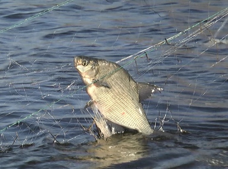 Ловить рыбу сетями рыбу во сне thumbnail