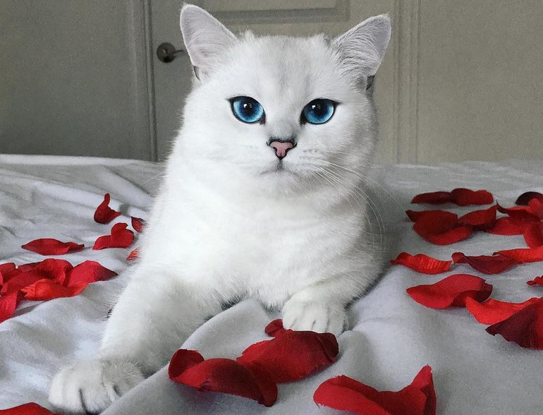 Белый кот во сне