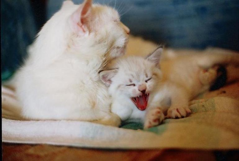 Кошка с белоснежными котятами 