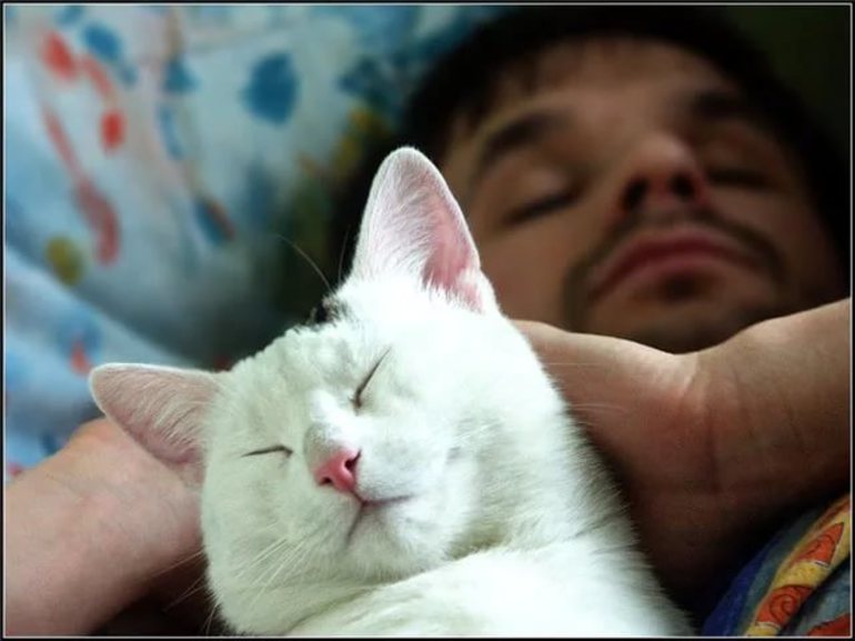 К чему видеть во сне больную кошку