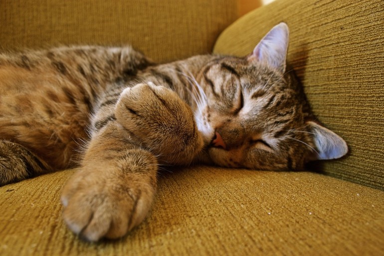 Больная кошка во сне