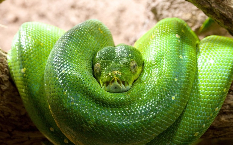 К чему снится маленькая зеленая змея