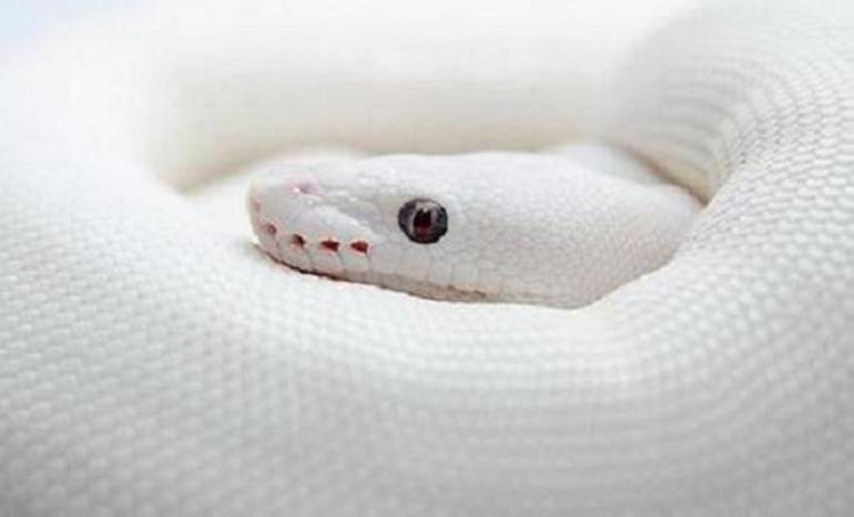 Змея белого цвета во сне женщины