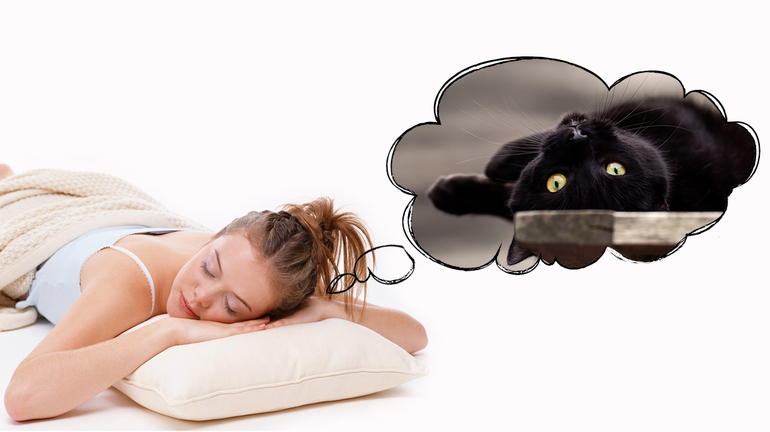 Поведение кошки во сне