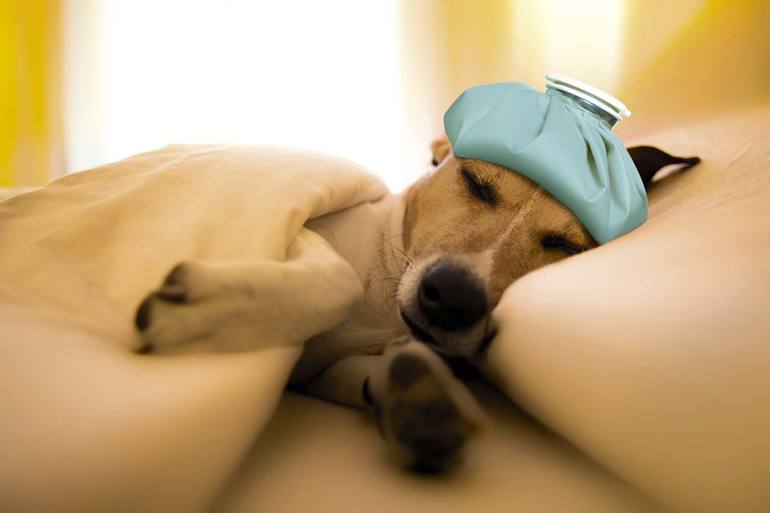 Сон: больная собака