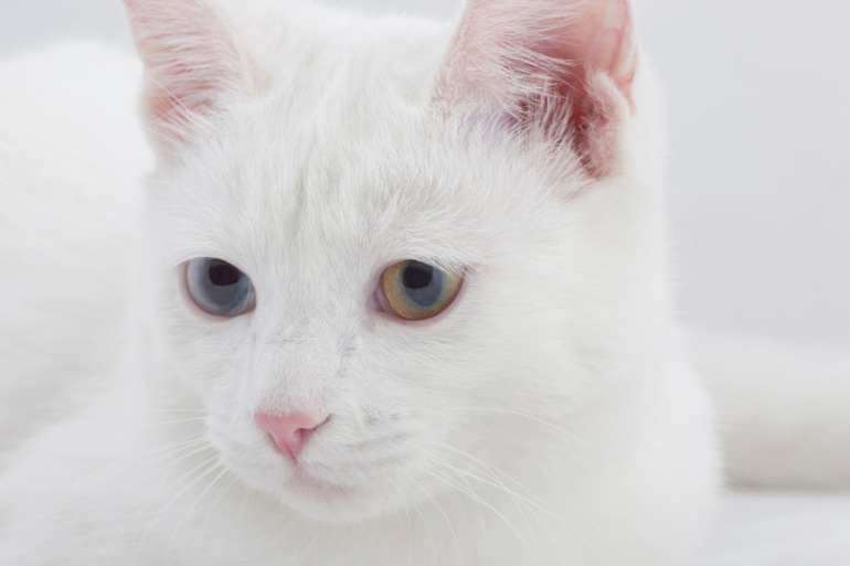 Белый кот с разными глазами