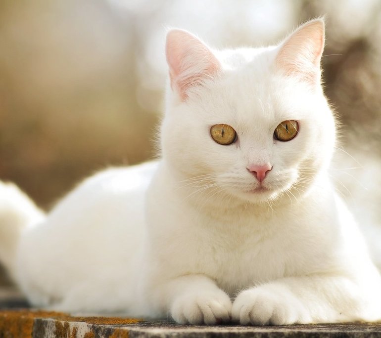 Белый кот во сне