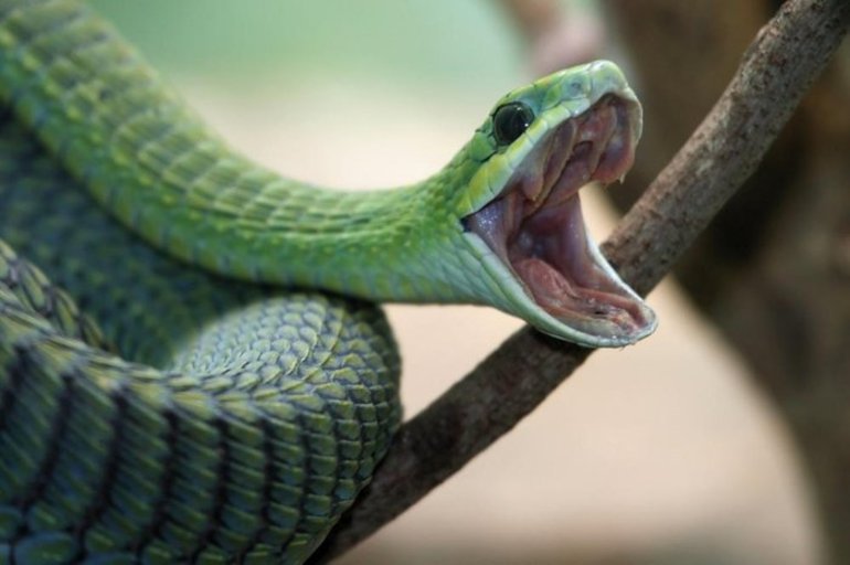 Сон про змею