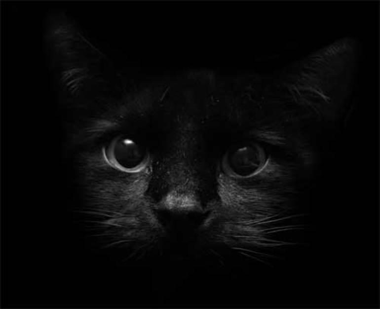К чему снится черная кошка