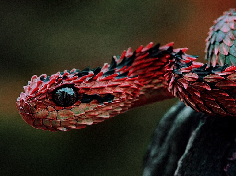 Сонник красная змея