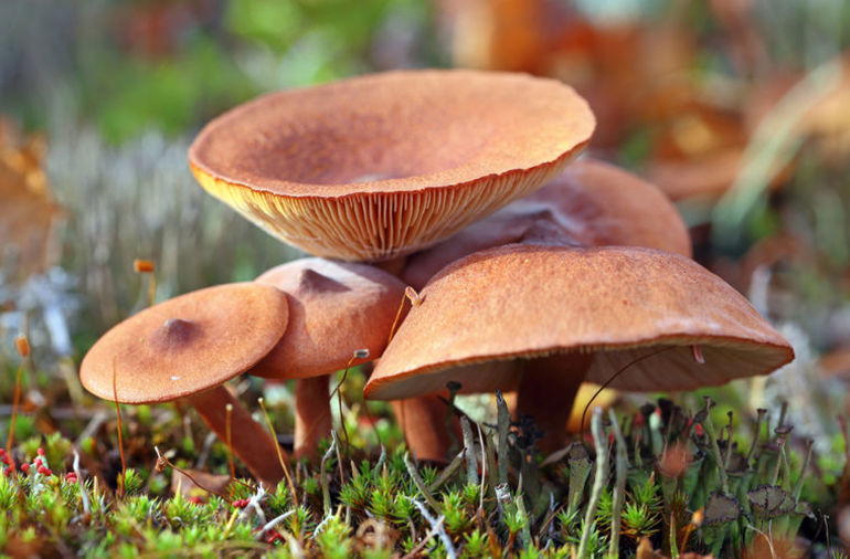 Вкусные грибы