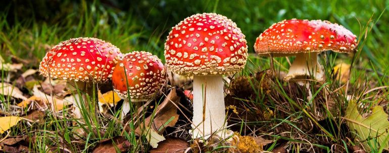 Опасные красные грибы