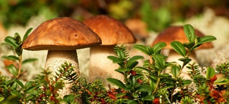 Сонник лесные грибы