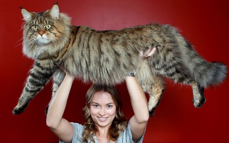 Сонник большой кот