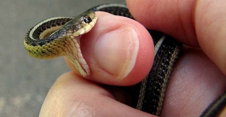 Сонник змея в руках