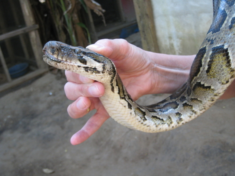 Сонник держать в руках змею 