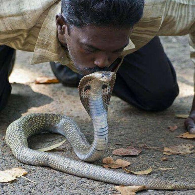 Сонник змея на руке 