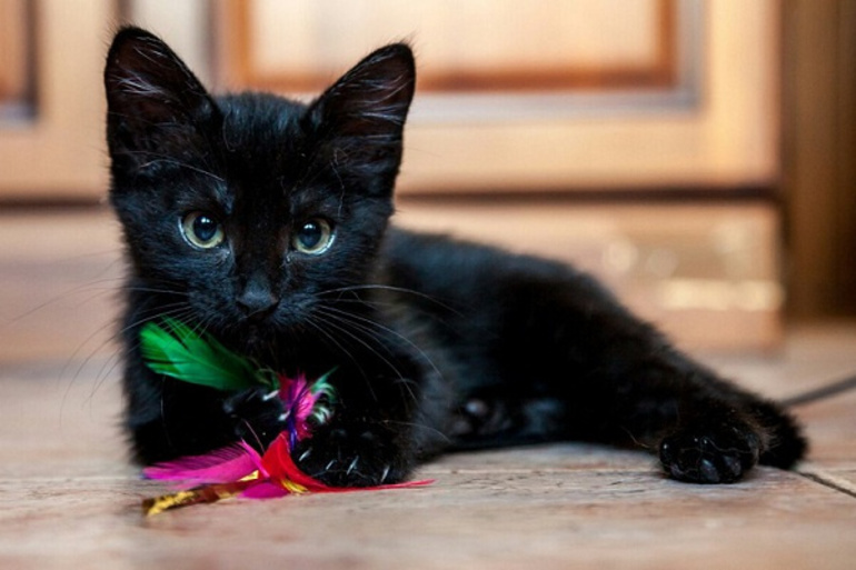 Чёрный котёнок