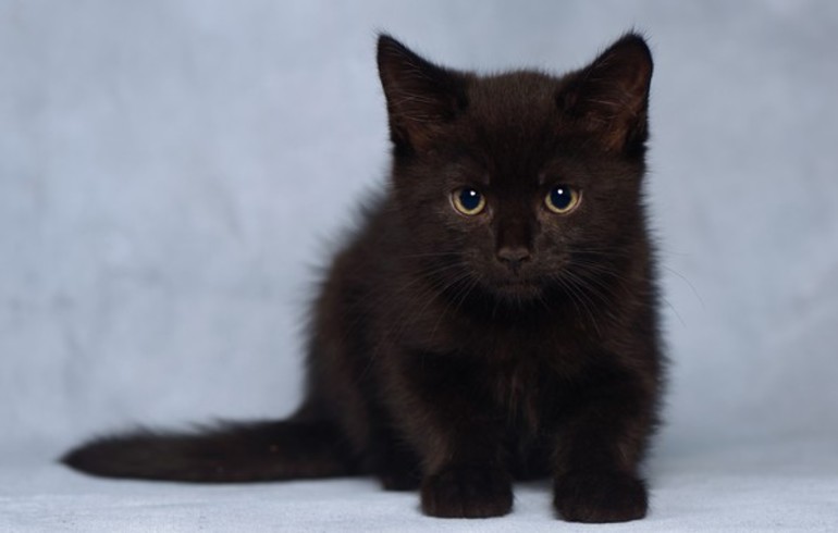 К чему снится чёрный котёнок