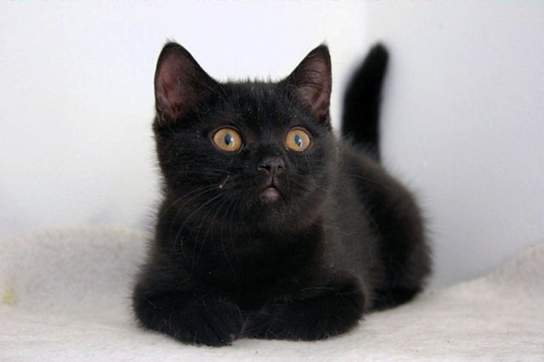 К чему снится маленький чёрный котёнок