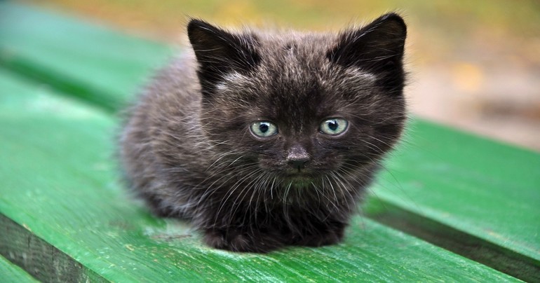 Чёрный котёнок на лавочке