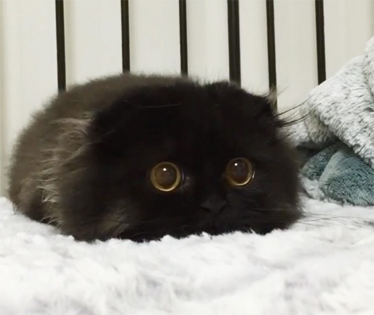 Чёрный котёнок с милыми глазами