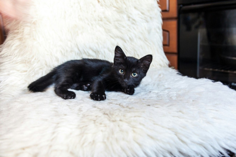 Чёрный котёнок на белом диване